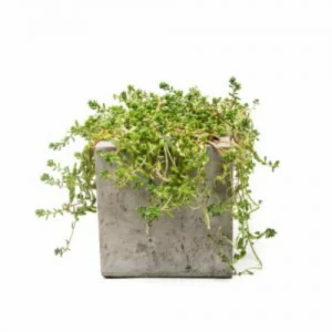 chau hoa composite hinh hop vuong av 300x300