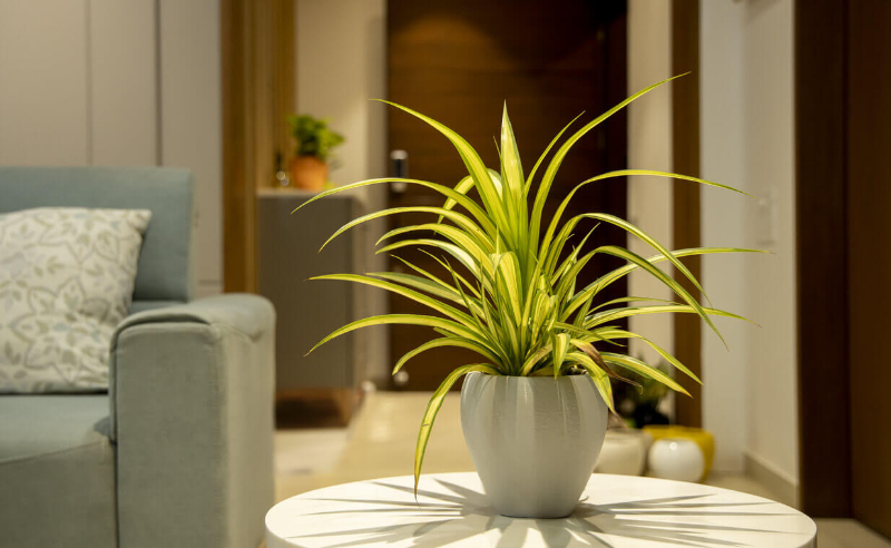 Chậu Composite Mini Để Bàn Narcio chất liệu FRP bền đẹp Chậu Composite Mini Để Bàn Narcio chất liệu FRP bền đẹp - góc 1