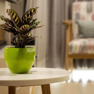 Chậu Composite Thiết Kế Đặc Biệt Luccio - Composite Sài Gòn